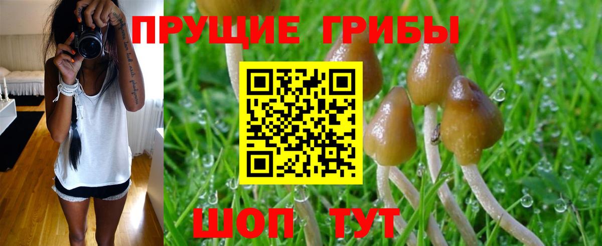 Псилоцибиновые грибы GOLDEN TEACHER  Вход с VPN  Псилоцибиновые грибы Psilocybe  Ангарск 